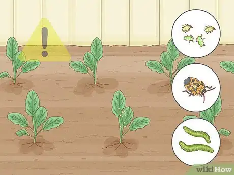 Image titled Grow Cauliflower Step 9
