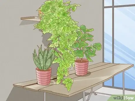 Image titled Grow Sweet Potato Vine Houseplant Step 17