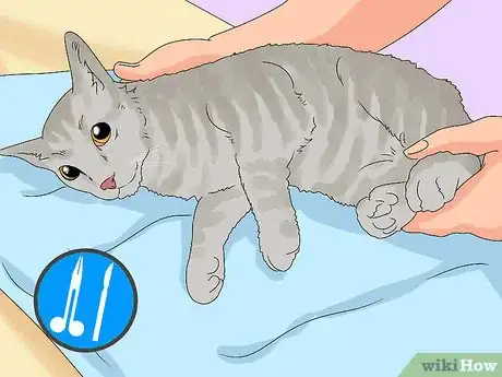 Image titled Treat a Cat with Bloody Diarrhea Step 6