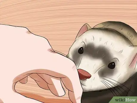 Image titled Train a Ferret Not to Bite Step 10