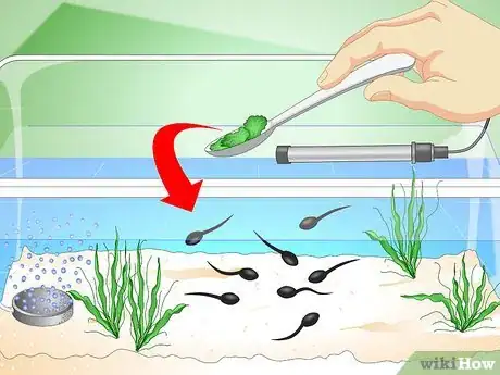 Image titled Care for Common Frog Tadpoles Step 9