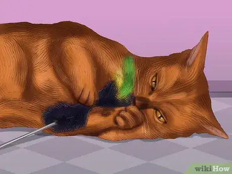 Image titled Identify an Abyssinian Cat Step 6