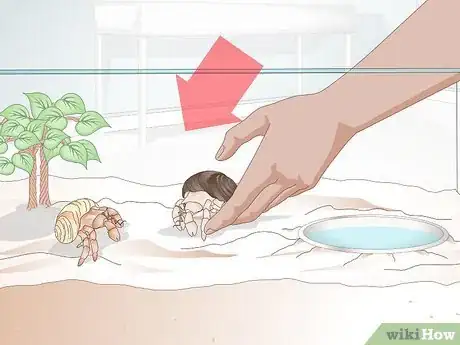 Image titled Clean a Hermit Crab Tank Step 12