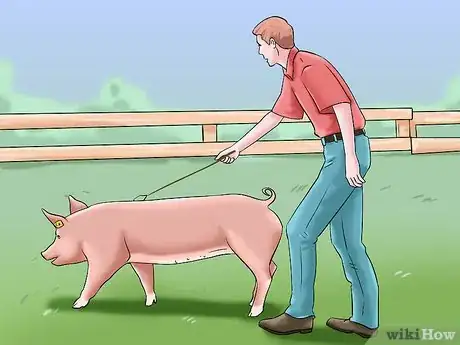 Image titled Show Your Pigs Step 9