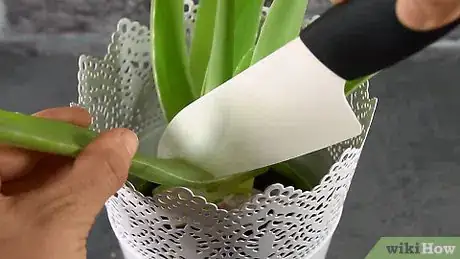 Image titled Cook Aloe Vera Step 1