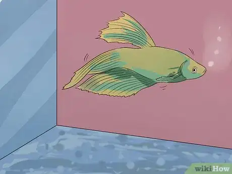 Image titled Tell if a Betta Fish Is Sick Step 7