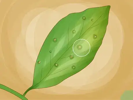 Image titled Identify Lemon Tree Diseases Step 16