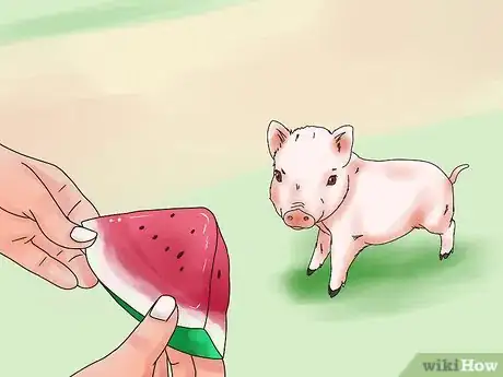 Image titled Give Your Pig a Bath Step 1