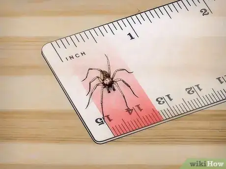 Image titled Identify a Hobo Spider Step 2