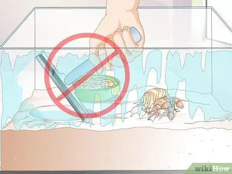 Image titled Take Care of a Molting Hermit Crab Step 12