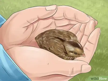 Image titled Tame a Baby Quail Step 10