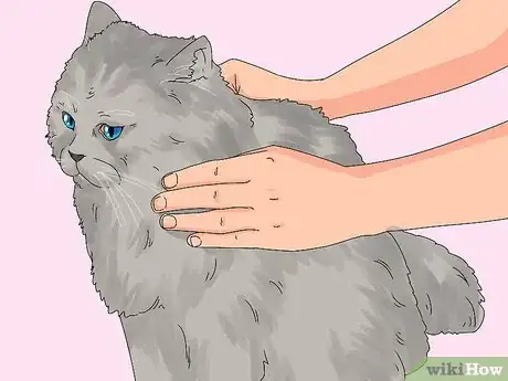 Image titled Identify a Persian Cat Step 6
