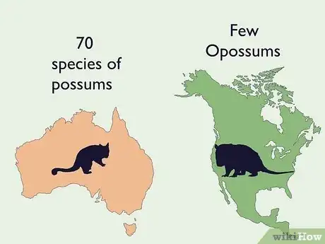 Image titled Possum vs Opossum Step 3