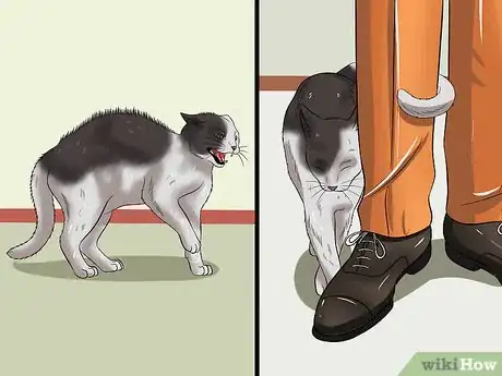 Image titled Make Your Cat Love You Step 5