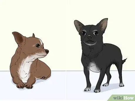 Image titled Identify a Chihuahua Step 8