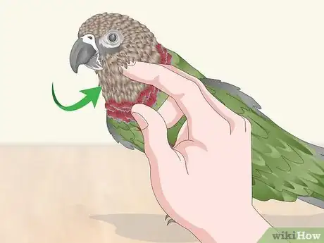 Image titled Pet a Bird Step 7