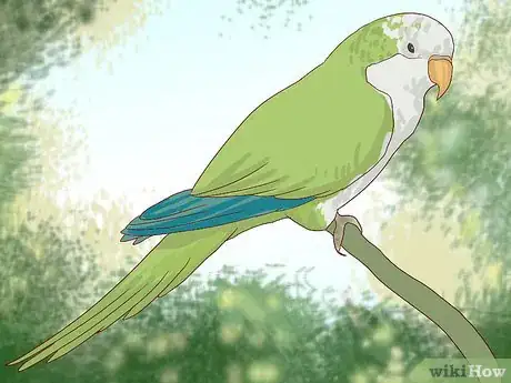 Image titled Tell the Sex of Parrots Step 4