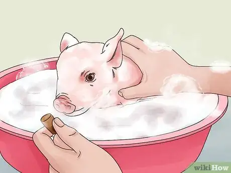 Image titled Give Your Pig a Bath Step 6