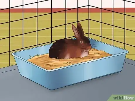 Image titled Care for Rex Rabbits Step 10