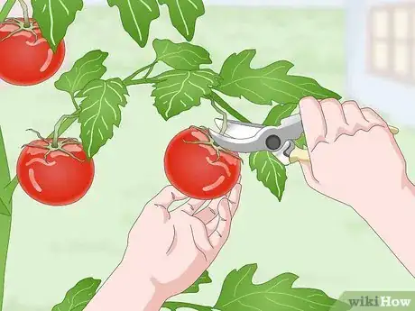 Image titled Pick Tomatoes Step 8