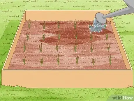Image titled Grow Onions from Seed Step 11