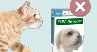 Treat Fleas in Young Kittens and Nursing Mothers