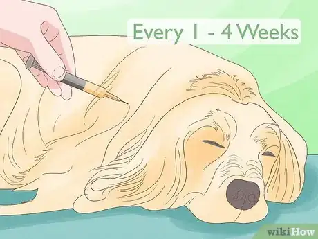 Image titled Treat Skin Allergies in Golden Retrievers Step 20