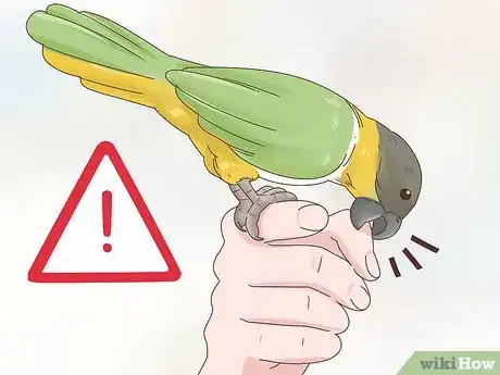 Image titled Choose a Caique Parrot Step 4