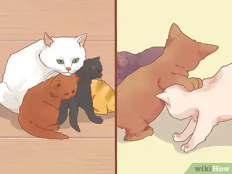 Image titled Know if a Kitten Is Old Enough to Neuter or Spay Step 9