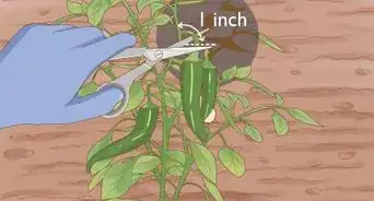 Grow Hot Peppers