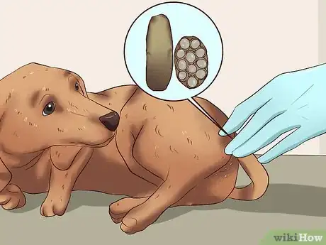Image titled Identify Different Dog Worms Step 11