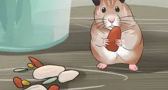 Have Fun With Your Hamster