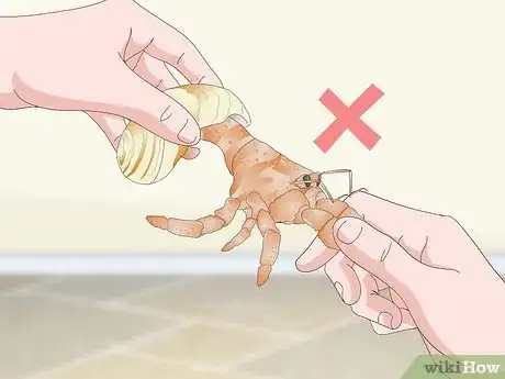Image titled Play With Your Hermit Crab Step 13