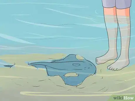 Image titled Swim With Stingrays Step 5