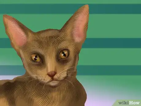 Image titled Identify an Abyssinian Cat Step 2