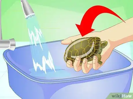 Image titled Bathe a Turtle Step 4