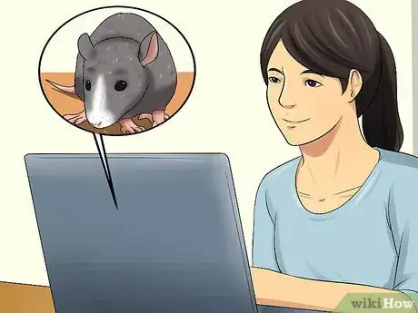 Image titled Care for a Pregnant Pet Rat Step 7