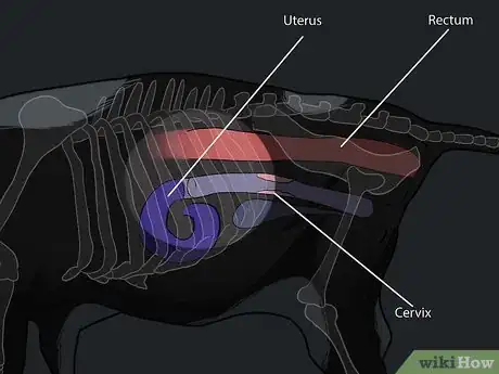 Image titled Detect Pregnancy in Cows and Heifers with Rectal Palpation Step 9