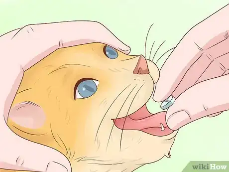 Image titled Remove a Hook from a Cat's Mouth Step 12