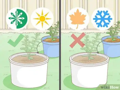 Image titled Repot a Succulent Step 1