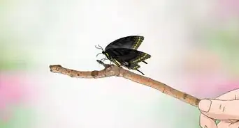 Care for a Black Swallowtail Caterpillar
