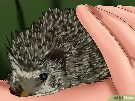 Image titled Care for a Baby Hedgehog Step 4