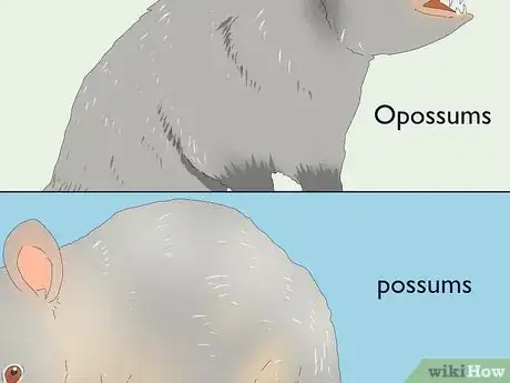 Image titled Possum vs Opossum Step 5