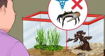 Take Care of Fiddler Crabs