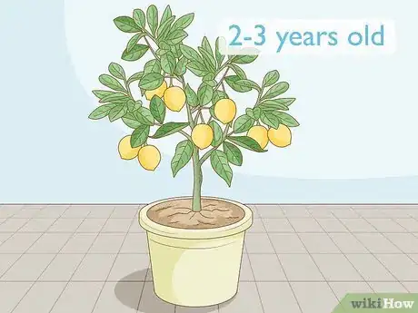 Image titled Grow Lemon Trees Indoors Step 1