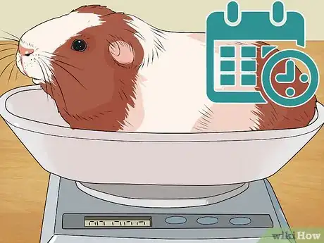 Image titled Care for a Guinea Pig with Pneumonia Step 14