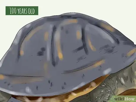Image titled Tell the Age of a Tortoise Step 11