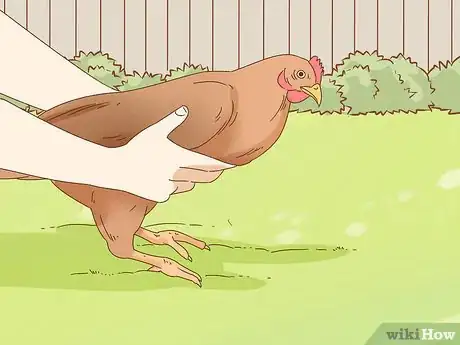 Image titled Hold a Chicken Step 9