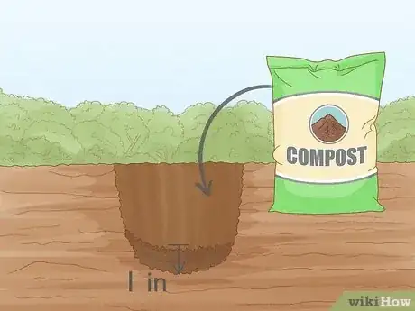 Image titled Plant Mums Step 7
