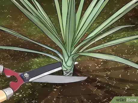 Image titled Kill Yucca Plants Step 7